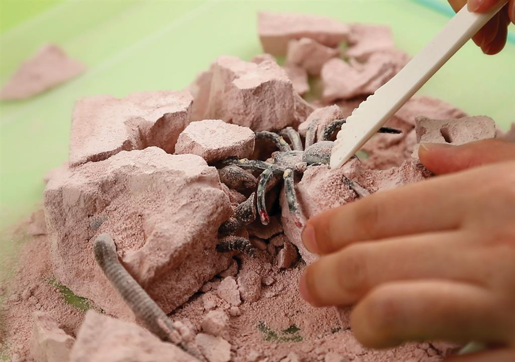 Kit D'Excavation D'Insecte