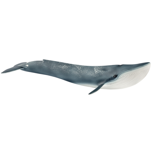 Baleine bleue