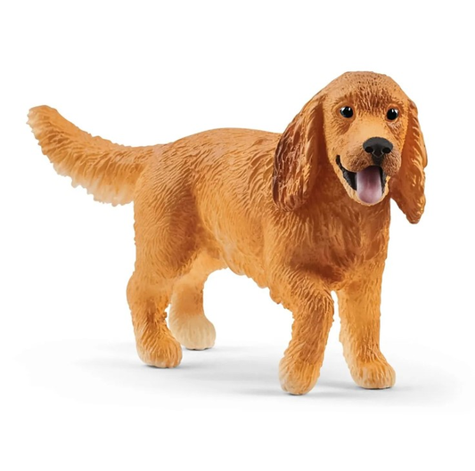 Cocker spaniel anglais