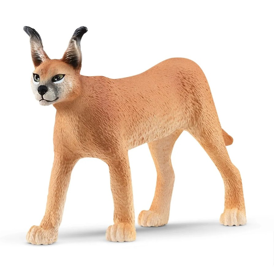 Femelle Caracal